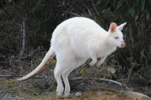 Small-Group Day Trip From Hobart To Bruny Island - Accommodation Adelaide 2