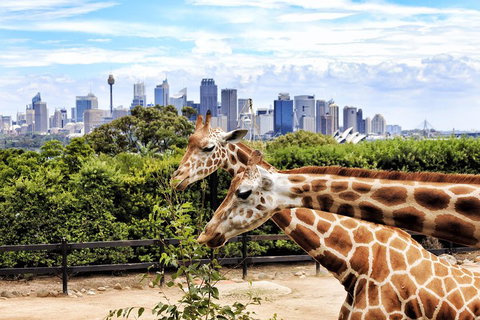Go City | Sydney Explorer Pass With 20+ Attractions And Tours - Accommodation Adelaide 2