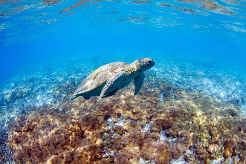 Great Barrier Reef Day Cruise To Reefworld - Accommodation Adelaide 5