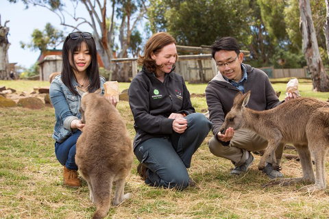 Bonorong Wildlife Park And Richmond Afternoon Tour From Hobart - Accommodation Adelaide 1