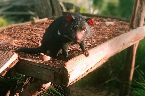 Bonorong Wildlife Park And Richmond Afternoon Tour From Hobart - Accommodation Adelaide 4