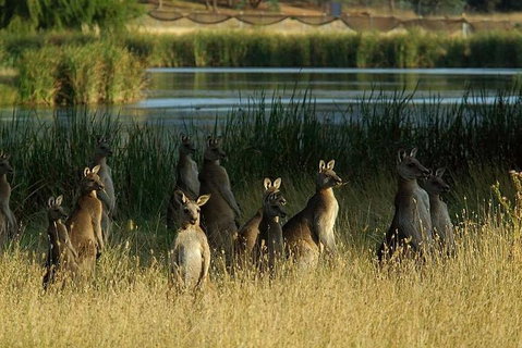 Canberra - The National Capital | Full Day Private Tour | Departs From Sydney - Accommodation Adelaide 3