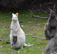 Full-Day Guided Bruny Island Tour from Hobart