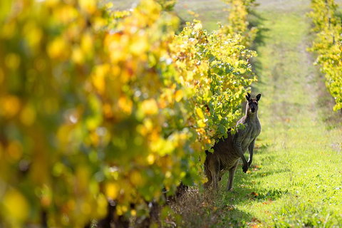 Margaret River 3 Day Escape - Accommodation Adelaide 4