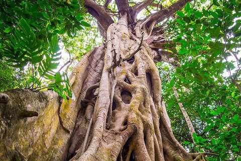 Mossman Gorge Adventure Day - Accommodation Adelaide 1