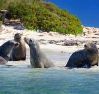 Dolphin Penguin and Sea Lion Cruise - Accommodation Adelaide