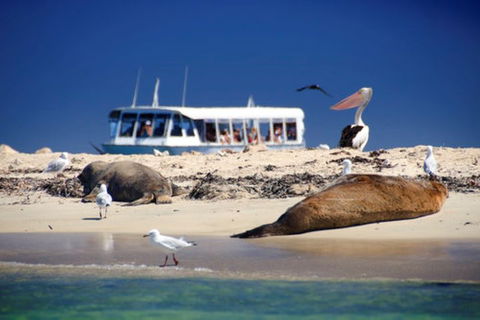 Dolphin, Penguin And Sea Lion Cruise - Accommodation Adelaide 1