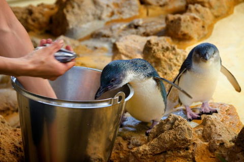 Dolphin, Penguin And Sea Lion Cruise - Accommodation Adelaide 3