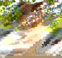 Discover Rottnest with Ferry  Bus Tour from Perth or Fremantle - Accommodation Adelaide