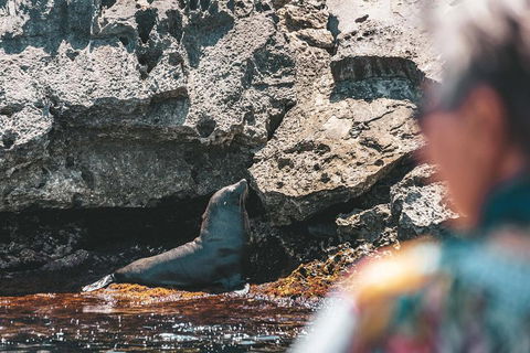 Adventure Rottnest Tour With Ferry & Adventure Cruise From Perth Or Fremantle - Accommodation Adelaide 1