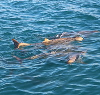Roebuck Bay Snubfin Dolphin Cruise - Accommodation Adelaide