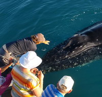 AOC Whale Watching from Broome - Accommodation Adelaide