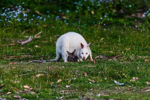 Bruny Island Traveller - Gourmet Tasting And Sightseeing Day Trip From Hobart - Accommodation Adelaide 3