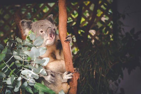 Small-Group Blue Mountains Day Trip From Sydney With Wildlife Park - Accommodation Adelaide 2
