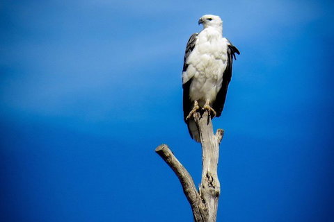 Kangaroo Island 75-Minute Ocean Safari - Accommodation Adelaide 0