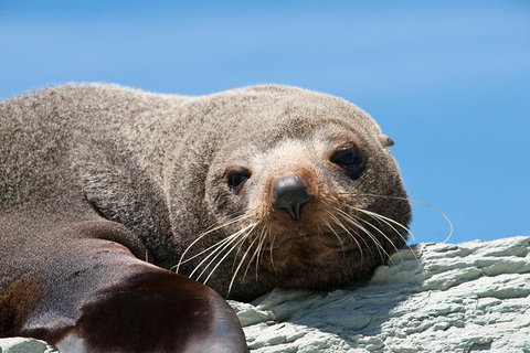 Kangaroo Island 75-Minute Ocean Safari - Accommodation Adelaide 1