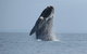 Kangaroo Island 75-Minute Ocean Safari - thumb 2