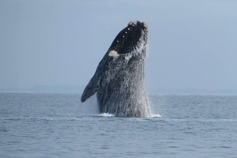 Kangaroo Island 75-Minute Ocean Safari - Accommodation Adelaide 2