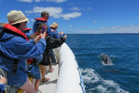 Kangaroo Island 75-Minute Ocean Safari - Accommodation Adelaide 3