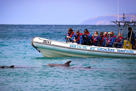 Kangaroo Island 75-Minute Ocean Safari - Accommodation Adelaide 4