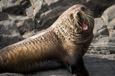 Kangaroo Island 75-Minute Ocean Safari - Accommodation Adelaide 5