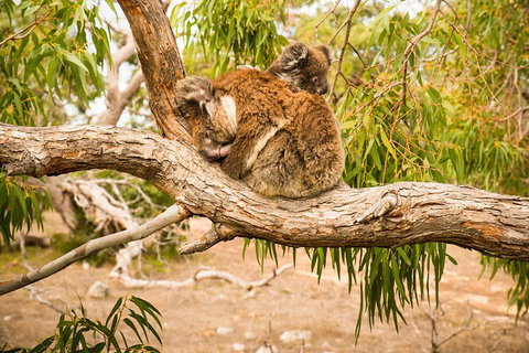 10 Day Perth To Adelaide Private Tour - The Great Australian Wilderness Journey - Accommodation Adelaide 4