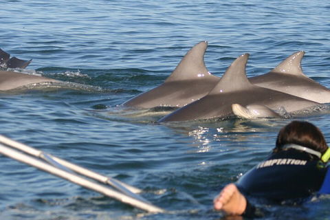 Dolphin Cruise From Adelaide With Optional Dolphin Swim - Accommodation Adelaide 2
