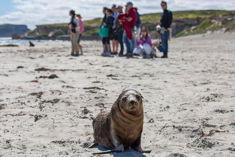 Kangaroo Island In A Day Tour From Adelaide - Accommodation Adelaide 0