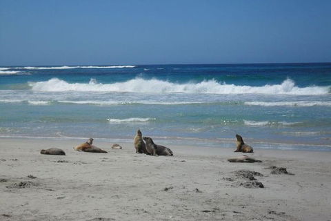 Kangaroo Island In A Day Tour From Adelaide - Accommodation Adelaide 1