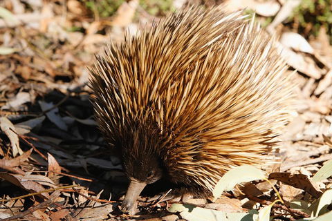 Kangaroo Island In A Day Tour From Adelaide - Accommodation Adelaide 2