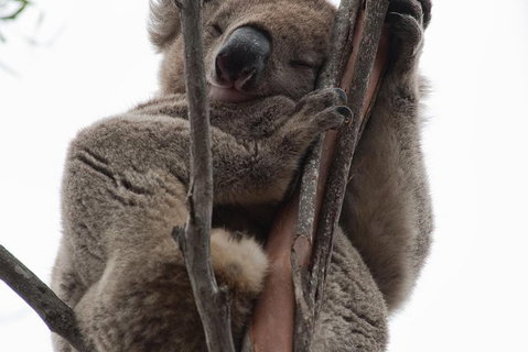 2-Day Kangaroo Island 4WD Small-Group Tour From Adelaide - Accommodation Adelaide 0