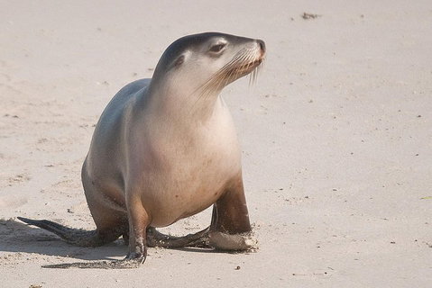 2-Day Kangaroo Island 4WD Small-Group Tour From Adelaide - Accommodation Adelaide 4