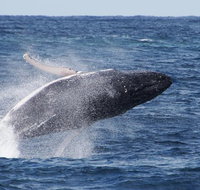 Whale Watching by Sea World Cruises - Accommodation Adelaide