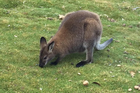 Cradle Mountain Day Tour From Launceston Including Lunch - Accommodation Adelaide 5