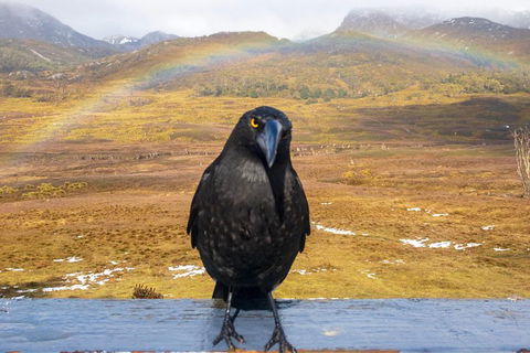 Cradle Mountain Park Explorer Guided Tour - Accommodation Adelaide 2