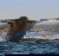 Sydney Whale-Watching Cruise Including Lunch or Breakfast - Accommodation Adelaide