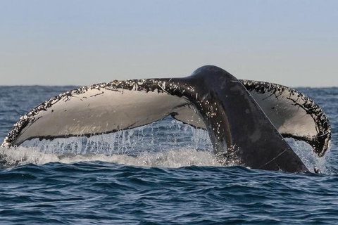 Sydney Whale-Watching Cruise Including Lunch Or Breakfast - Accommodation Adelaide 0
