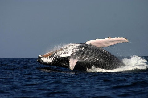 Sydney Whale-Watching Cruise Including Lunch Or Breakfast - Accommodation Adelaide 1