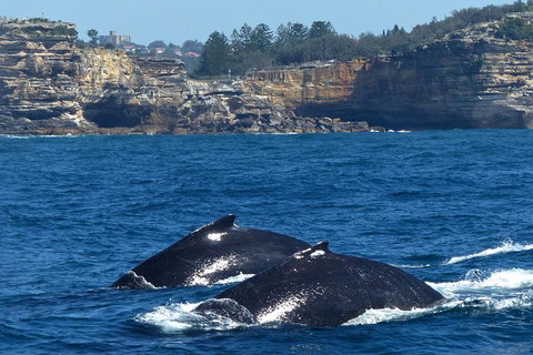 Sydney Whale-Watching Cruise Including Lunch Or Breakfast - Accommodation Adelaide 2