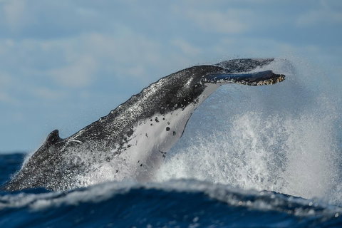 Sydney Whale-Watching Cruise Including Lunch Or Breakfast - Accommodation Adelaide 4