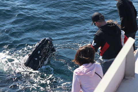 Sydney Whale-Watching Cruise Including Lunch Or Breakfast - Accommodation Adelaide 5