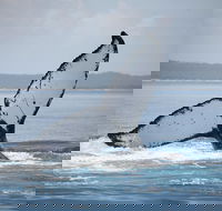 Hervey Bay Whale Watching Cruise - Accommodation Adelaide