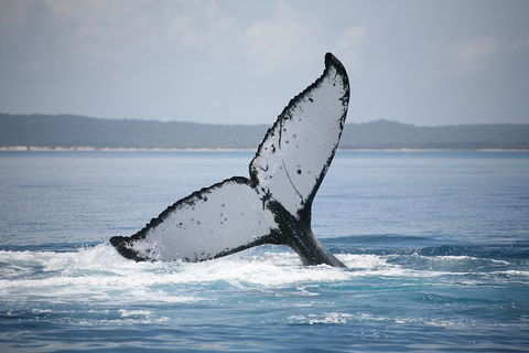 Hervey Bay Whale Watching Cruise - Accommodation Adelaide 0