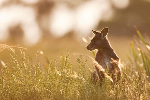 Blue Mountains Day Tour With Wildlife At Sunset From Sydney - Accommodation Adelaide 2