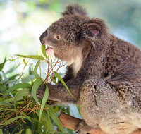 Blue Mountains Private Tour with Kangaroos  Koala Encounter - Accommodation Adelaide