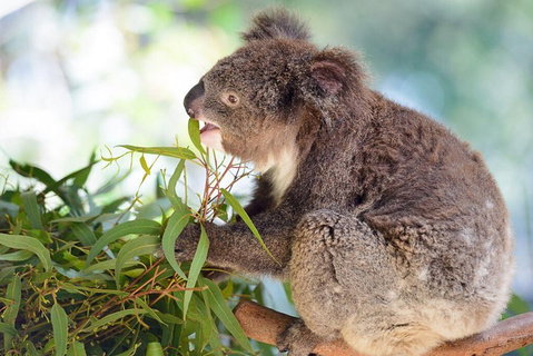 Blue Mountains Private Tour With Kangaroos & Koala Encounter - Accommodation Adelaide 0