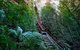 Blue Mountains Private Tour With Kangaroos & Koala Encounter - thumb 1