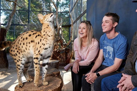 African Cat Encounter At Werribee Open Range Zoo - Accommodation Adelaide 0