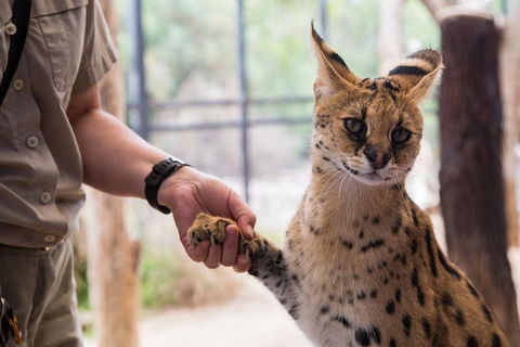 African Cat Encounter At Werribee Open Range Zoo - Accommodation Adelaide 1