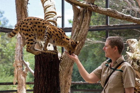 African Cat Encounter At Werribee Open Range Zoo - Accommodation Adelaide 2